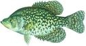 Black crappie stock photo