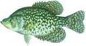 Black crappie stock photo