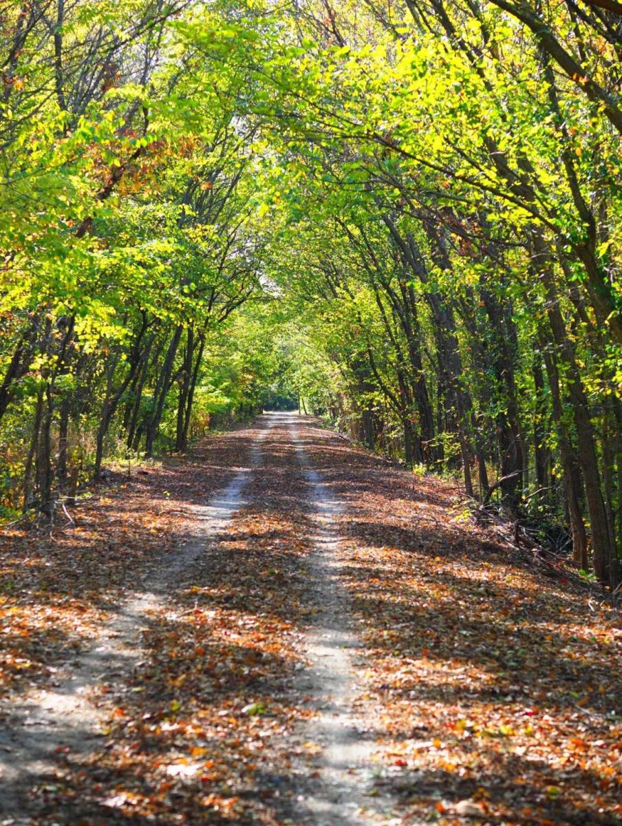 Osawatomie portion of the Flint Hills Trail as seen in October. Fall foliage and warm sunlight peek through the lush canopy.