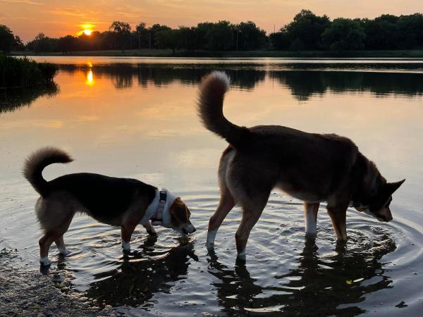 City Lake Dogs