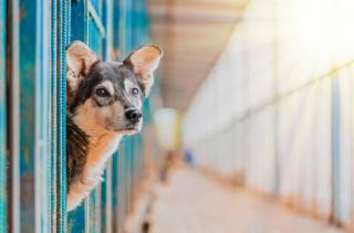 animal shelter stock image