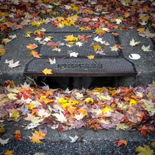 leaves in a storm drain
