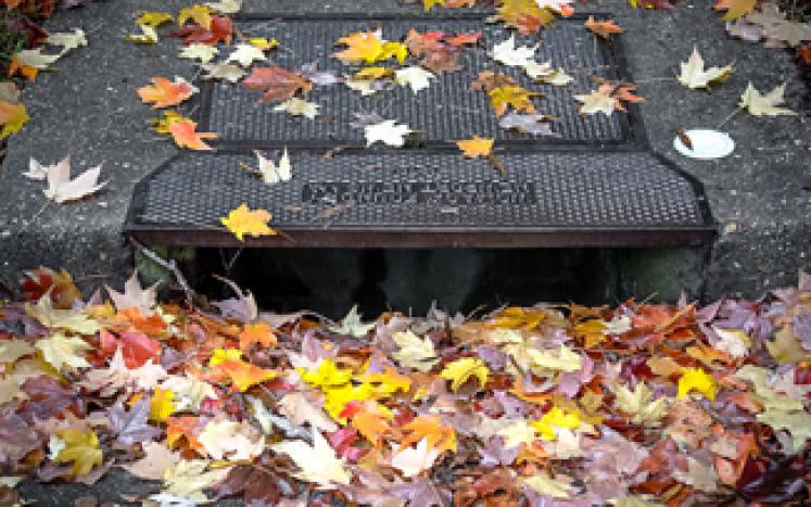 leaves in a storm drain